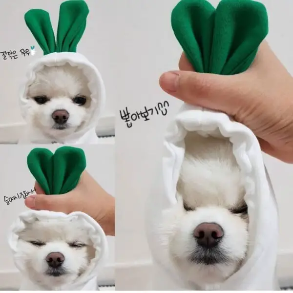 Cute Fruit Dog Clothes For Small Dogs - Image 7
