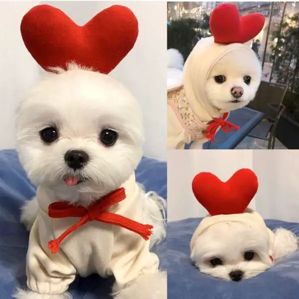 Cute Fruit Dog Clothes For Small Dogs - Image 2