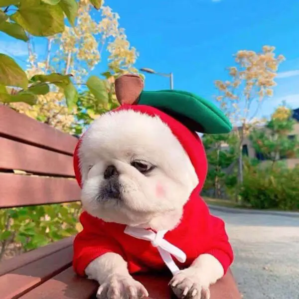 Cute Fruit Dog Clothes For Small Dogs - Image 9