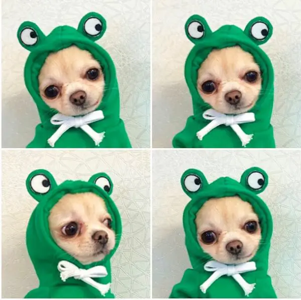 Cute Fruit Dog Clothes For Small Dogs - Image 3